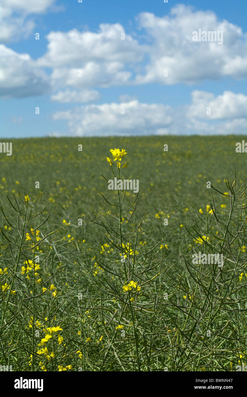 A field of oil seed rape Stock Photo - Alamy