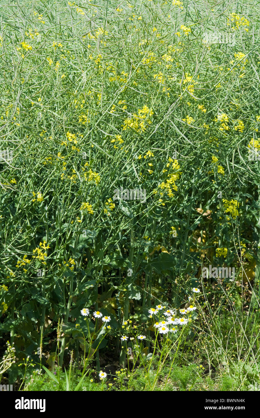 A field of oil seed rape Stock Photo - Alamy