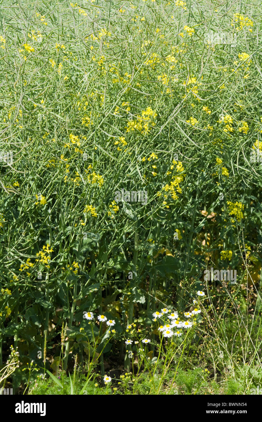 A field of oil seed rape Stock Photo - Alamy