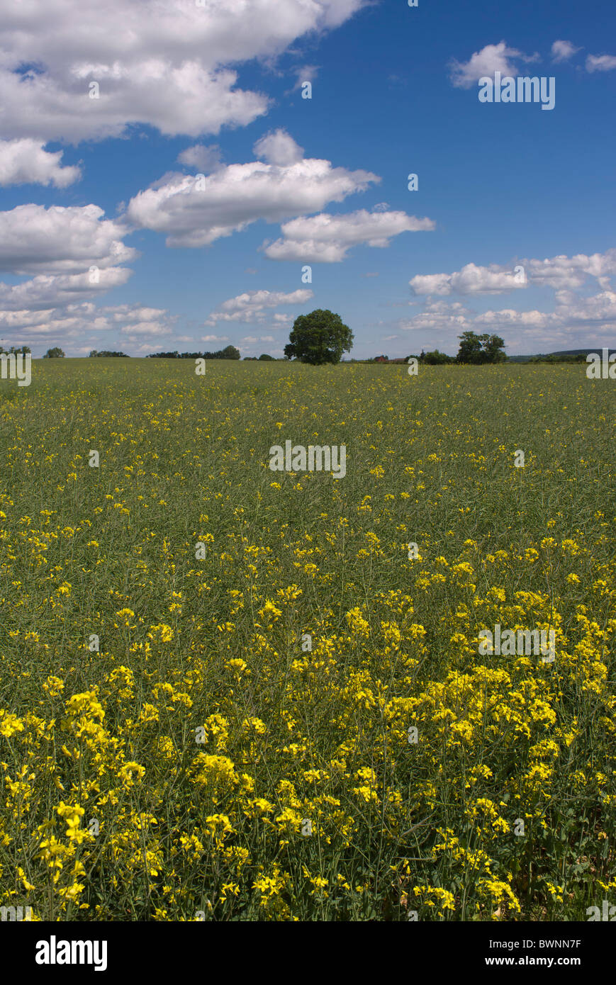 A field of oil seed rape Stock Photo - Alamy