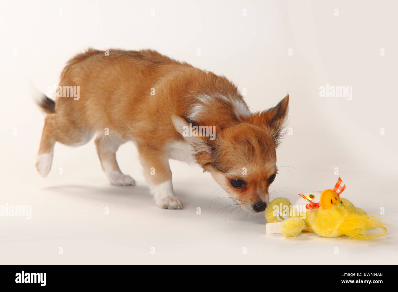 Chihuahua, longhaired, puppy, 12 weeks / cuddly toy Stock Photo