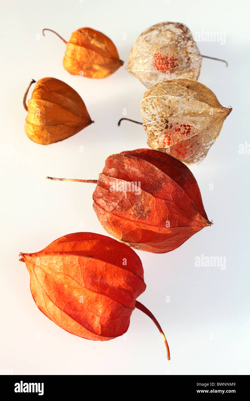 The orange seed pods of Physalis alkekengi or Chinese Lantern, studio image. Stock Photo
