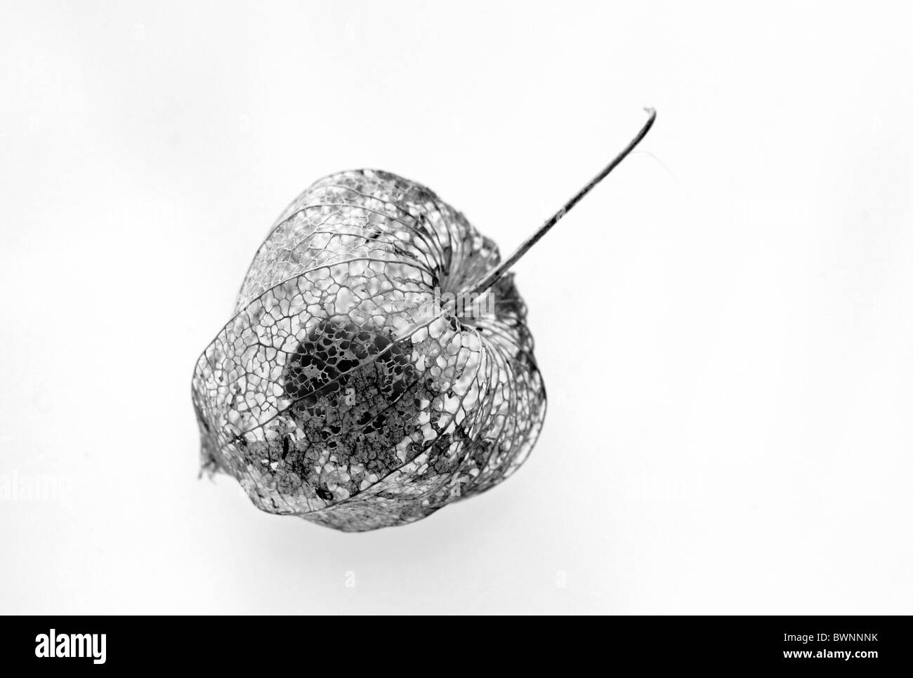 The skeleton seed pods of Physalis alkekengi or Chinese Lantern, studio image. Stock Photo