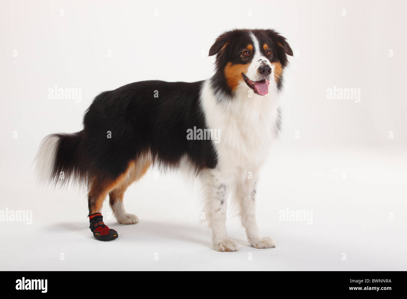 Australian Shepherd, black-tri / dog boots, injured, injury, side Stock  Photo - Alamy