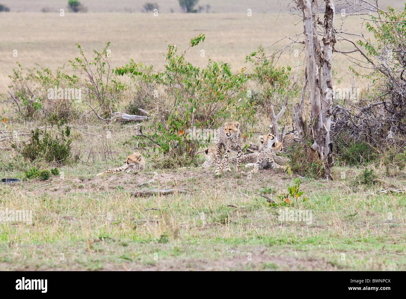 Baby cheetahs, Masai Mara, Kenya Stock Photo