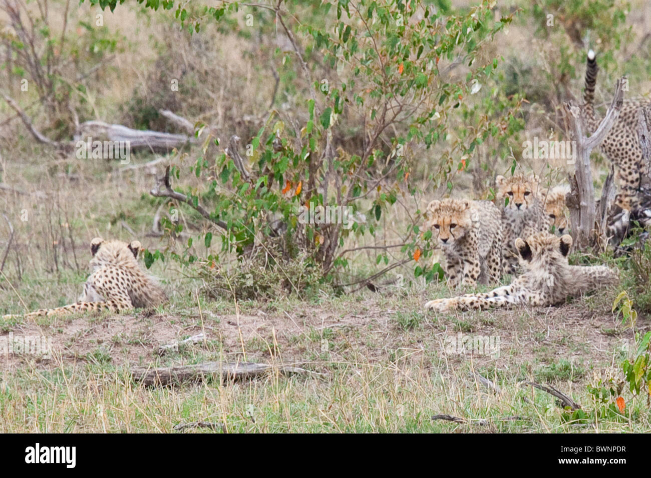 Baby cheetahs, Masai Mara, Kenya Stock Photo