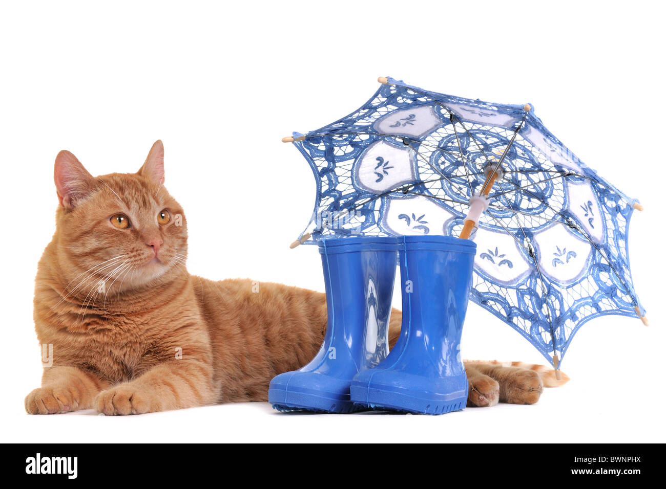 Cat with Rubber Boots and Umbrella Stock Photo Alamy