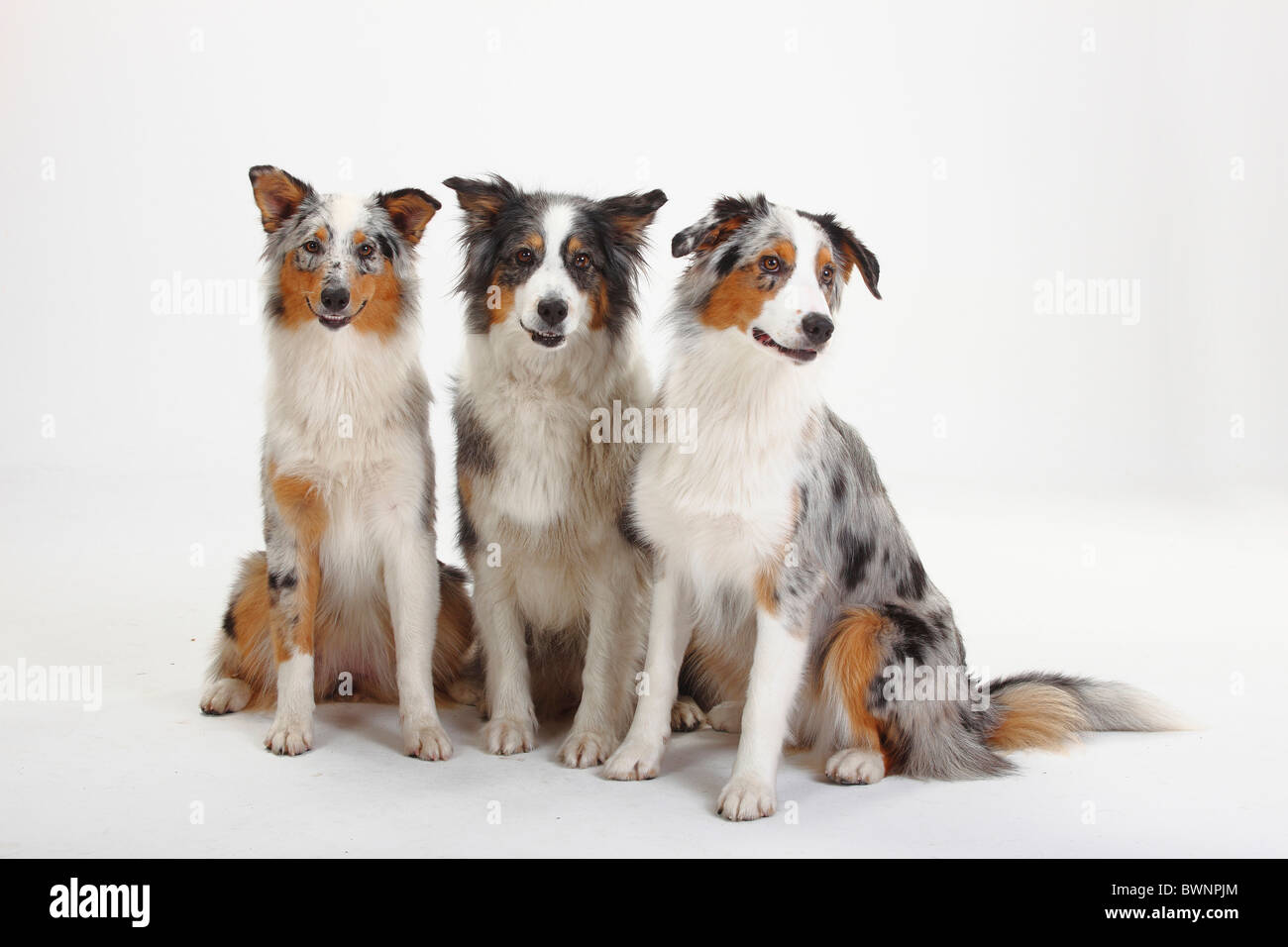 The Shocking Truth About Blue Merle Australian Shepherds No One Should Ignore