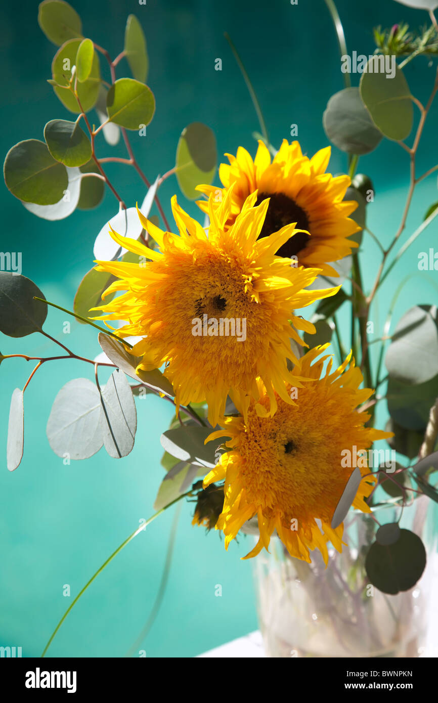 Beautiful sunflower arrangement in vase Stock Photo