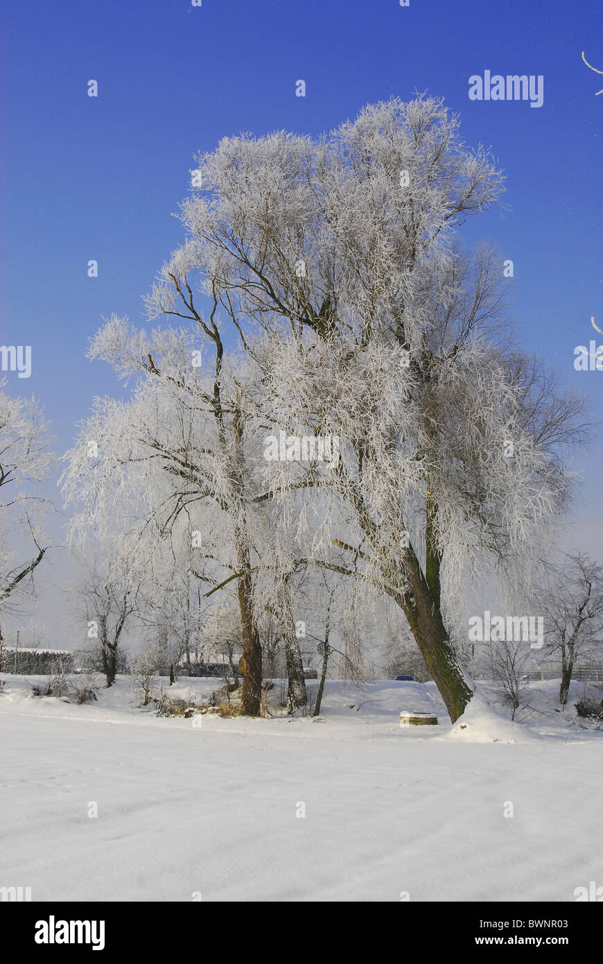 Winter landscape Stock Photo