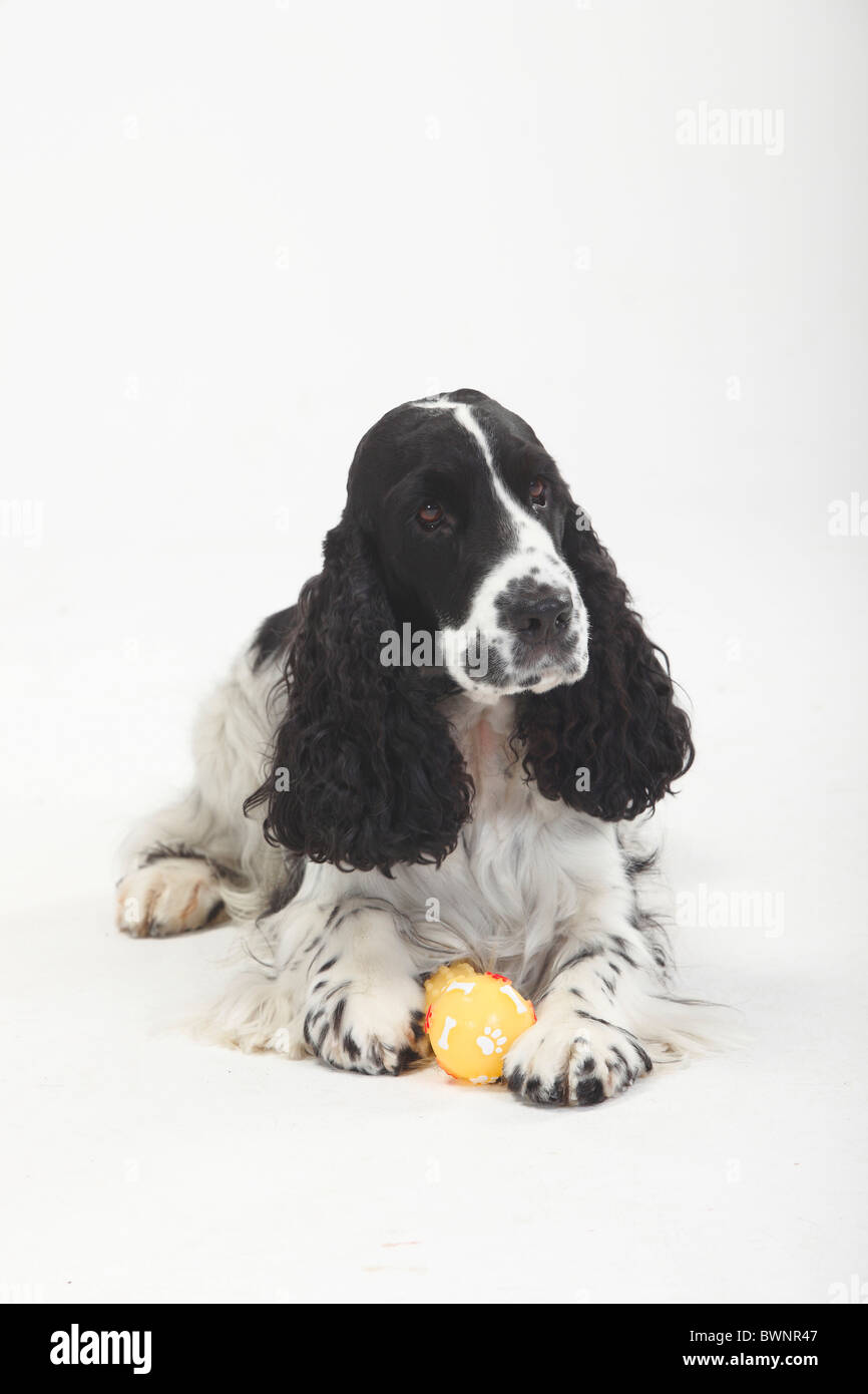 black cocker spaniel toy