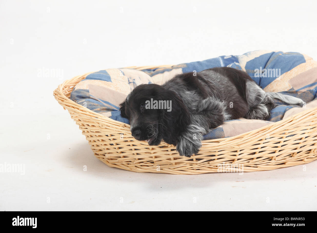 English Cocker Spaniel, puppy, 10 weeks / dog's basket Stock Photo Alamy