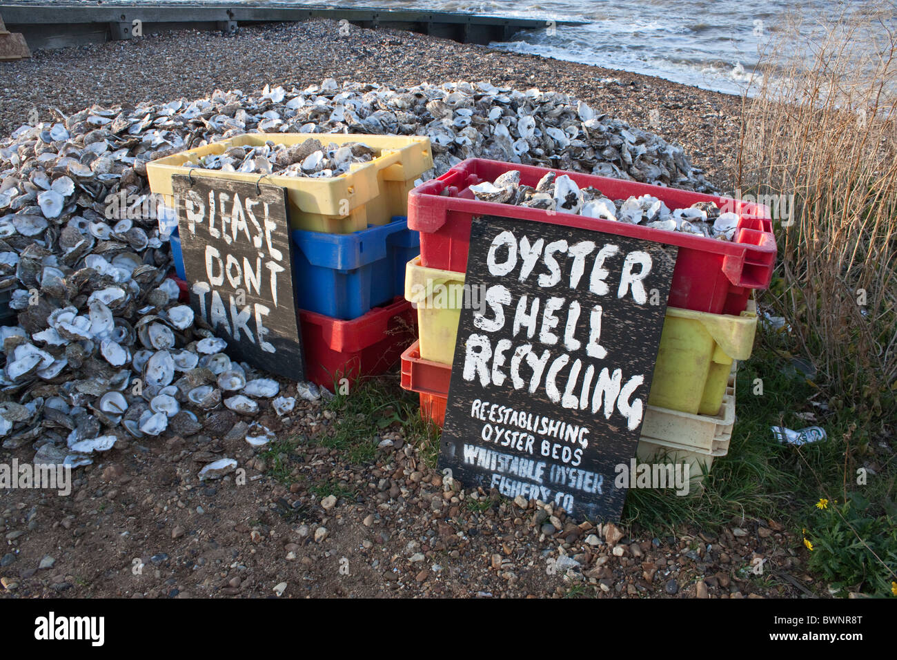 Oyster Shell Recycling at Whitstable Harbour to re-establish oyster beds. Stock Photo