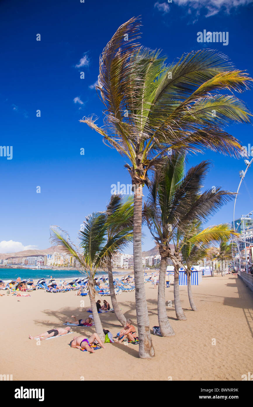 Coconut palm trees on Canteras Beach in Las Palmes de Gran Canaria. Stock Photo