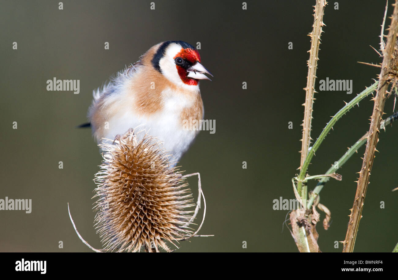 Wayside Weeds High Resolution Stock Photography and Images - Alamy