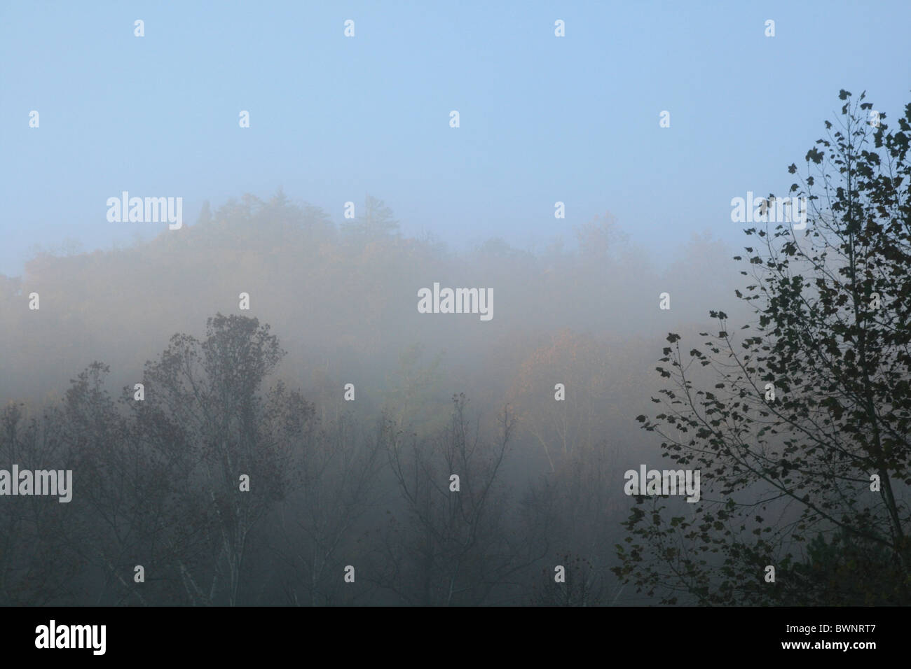 image of tree tops in a foggy forest in fall Stock Photo