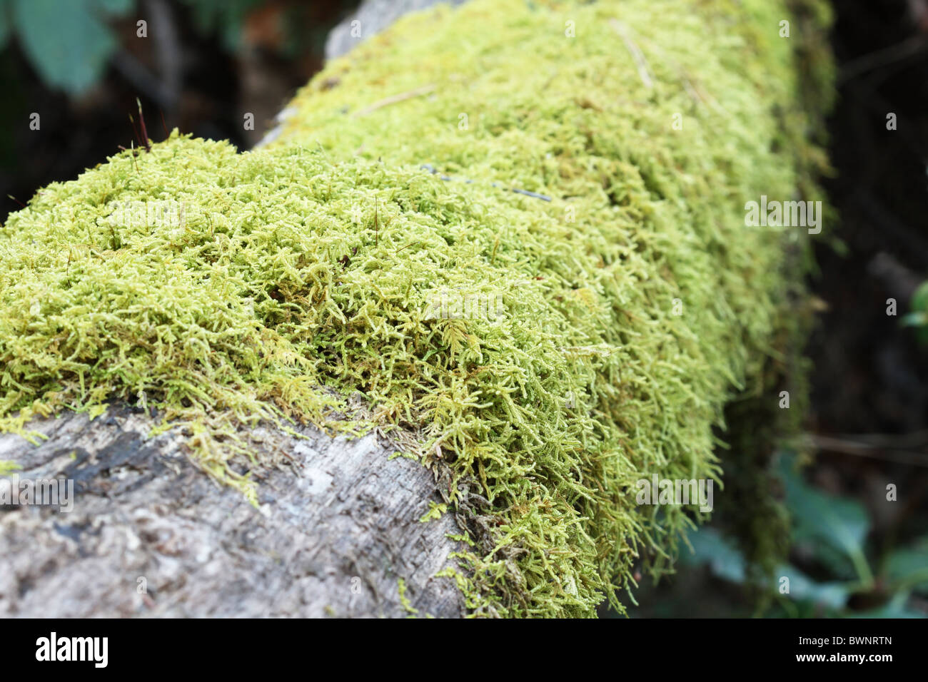 green moss growing on a rotting log with shallow depth of field Stock Photo