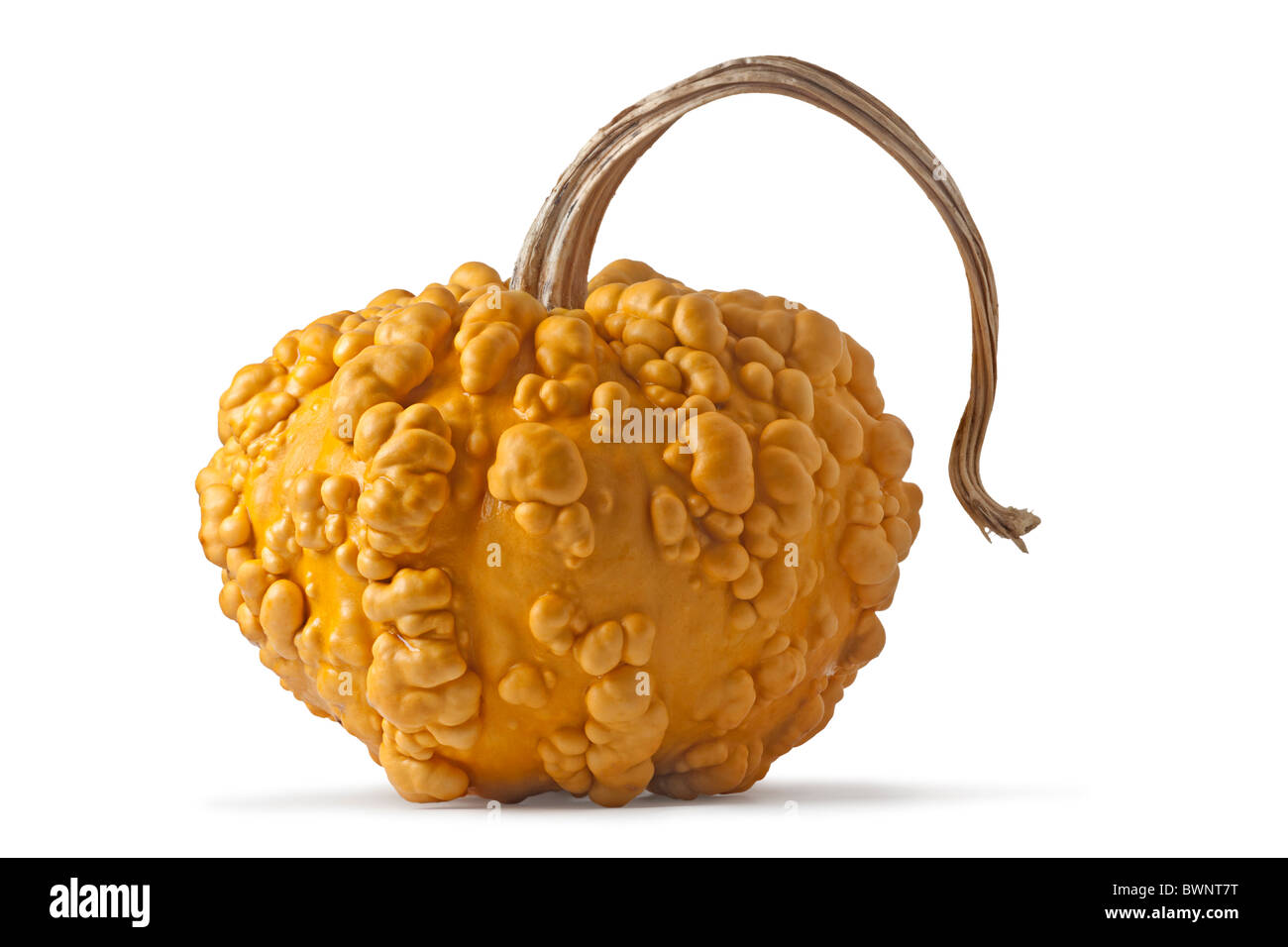 Verruqueuse A gourd (Cucurbita pepo var. verrucosa) photographed in the studio on a ...