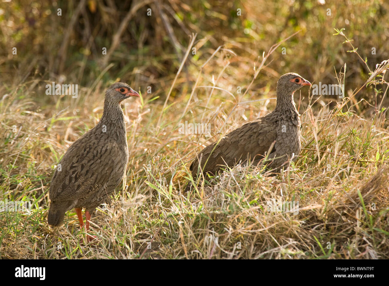 Red-necked Francolin (Francolinus afer) otherwise known as Red-necked Spurfowl, Masai Mara, Kenya Stock Photo