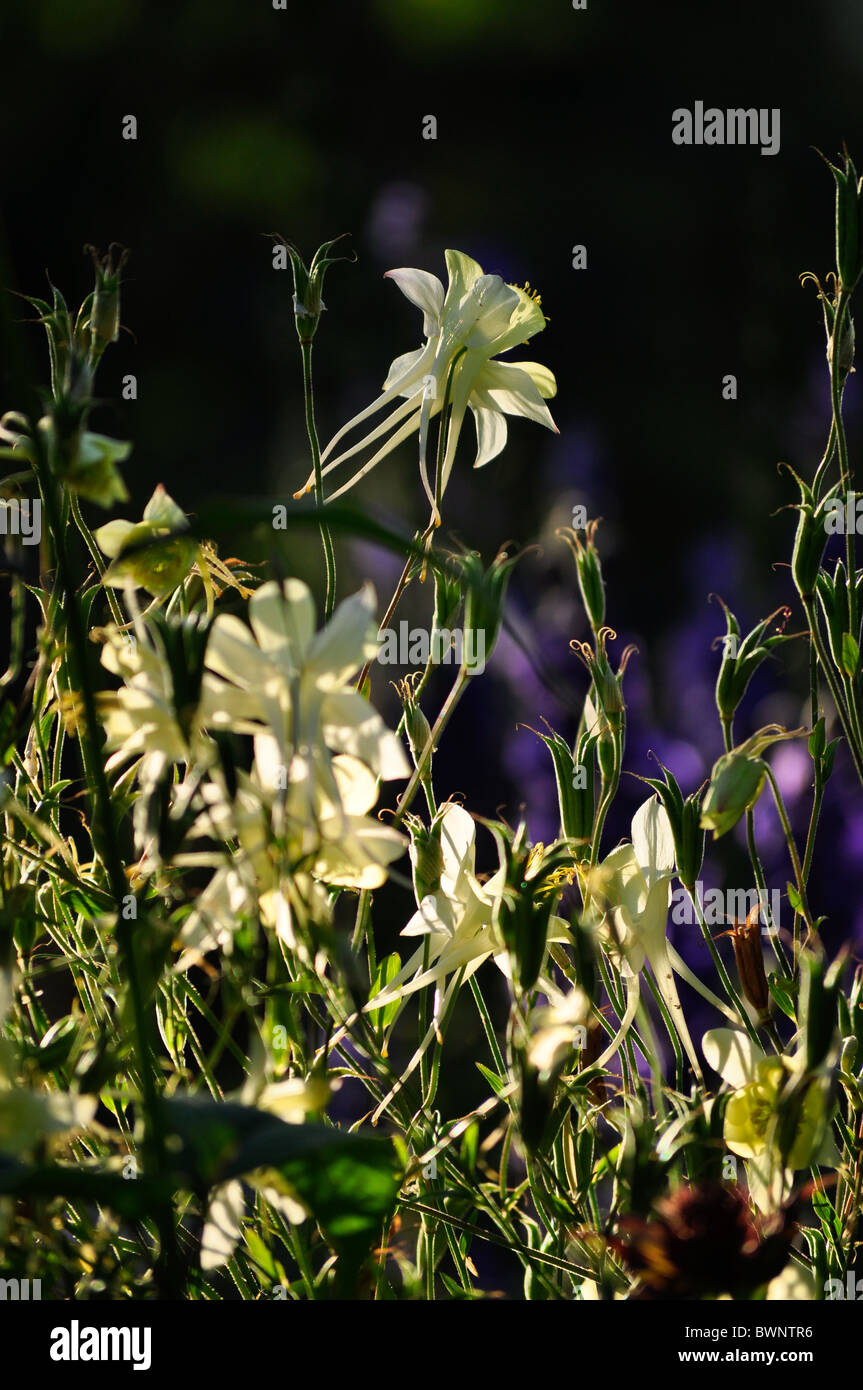white columbine flowers Stock Photo