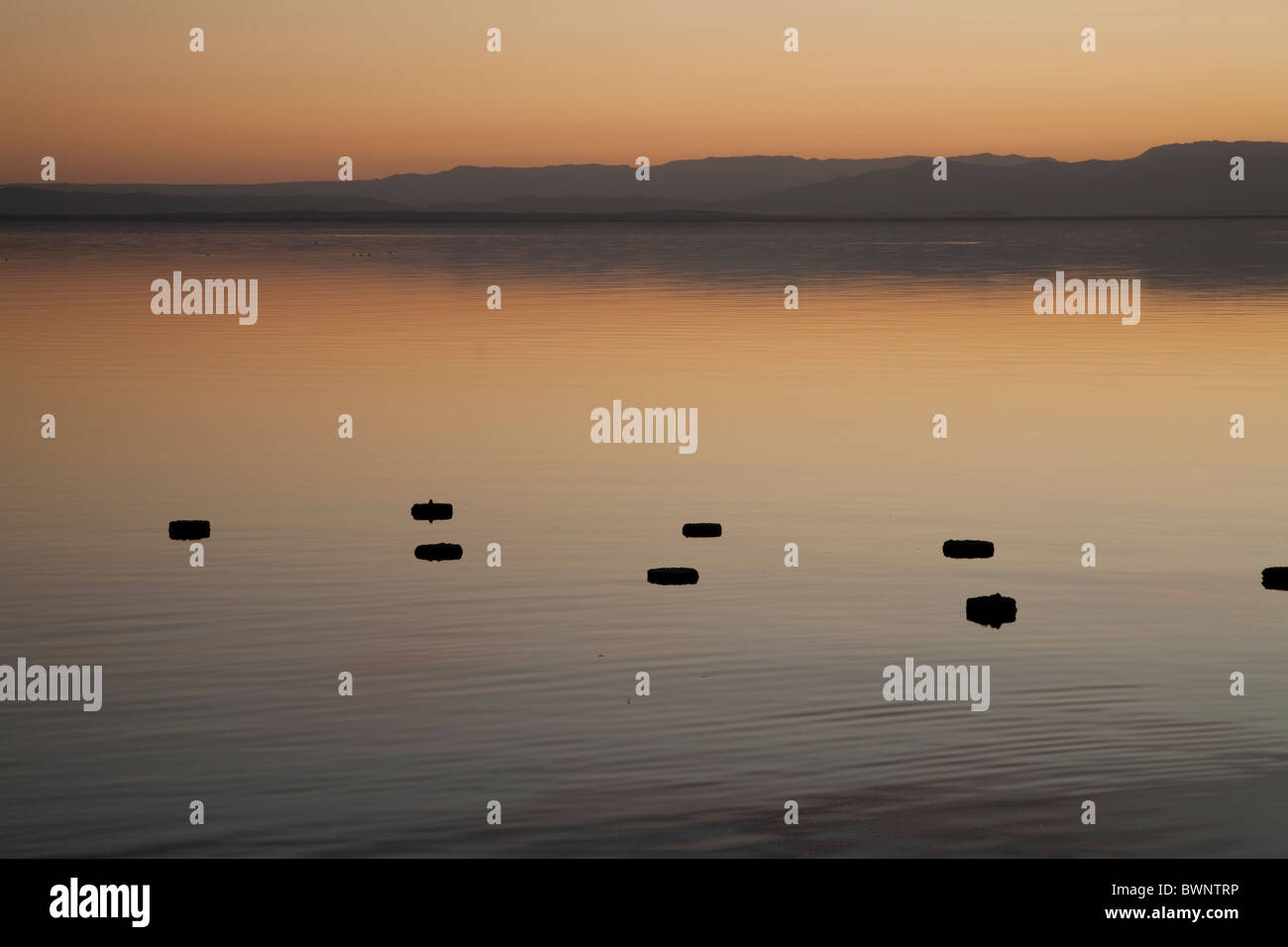 Horizontal image of stumps sticking out of the water on a glassy lake. Stock Photo