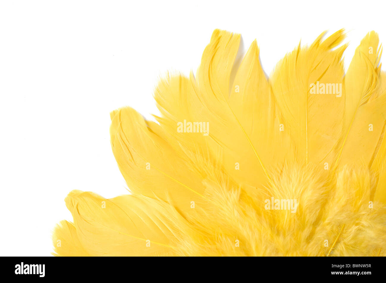 Yellow bird feathers isolated on white background Stock Photo - Alamy