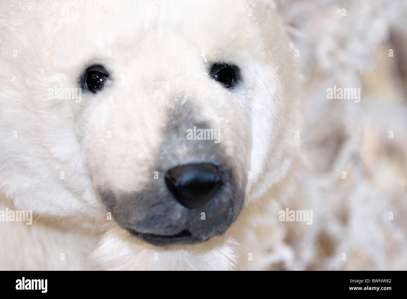 Polar bear Christmas decoration Stock Photo