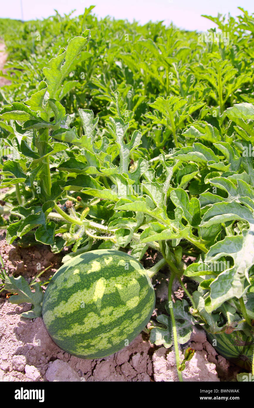 agriculture watermelon field big fruit summer water melon Stock Photo