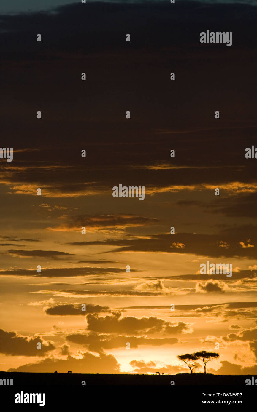 African sunset over the Masai Mara, Kenya Stock Photo - Alamy