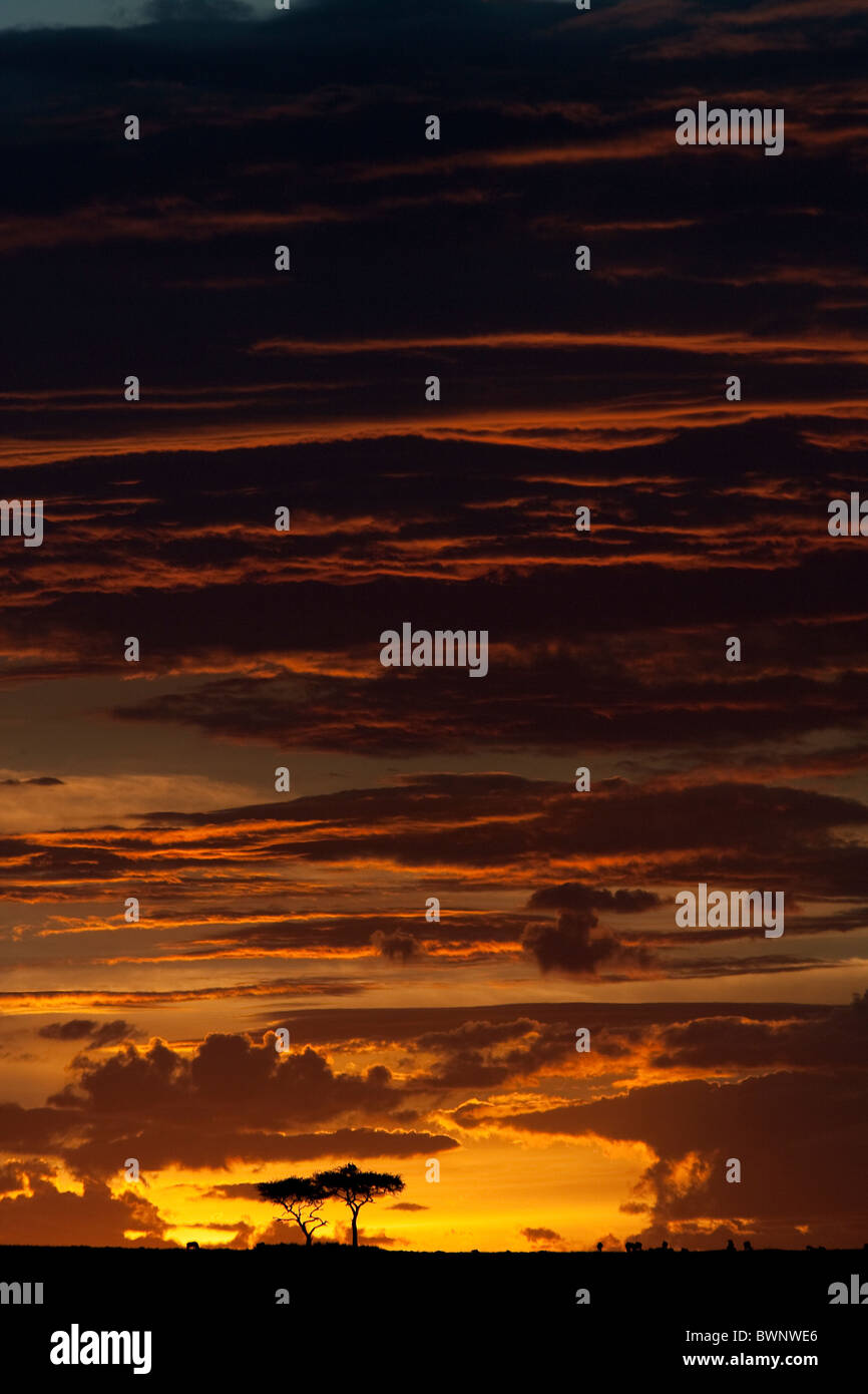 Sunset massai mara hi-res stock photography and images - Alamy