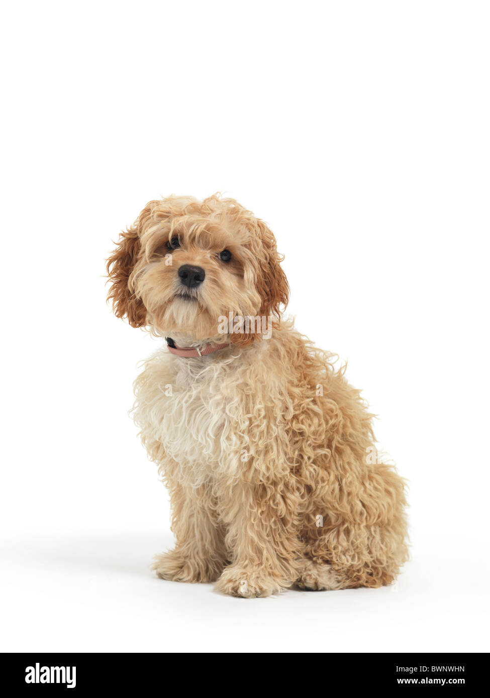 Cockapoo cute cross breed dog of cocker spaniel and a poodle isolated on  white background Stock Photo - Alamy