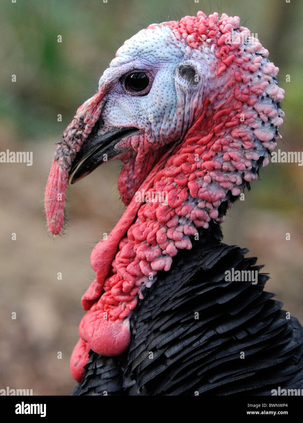 Turkey wattle hires stock photography and images Alamy