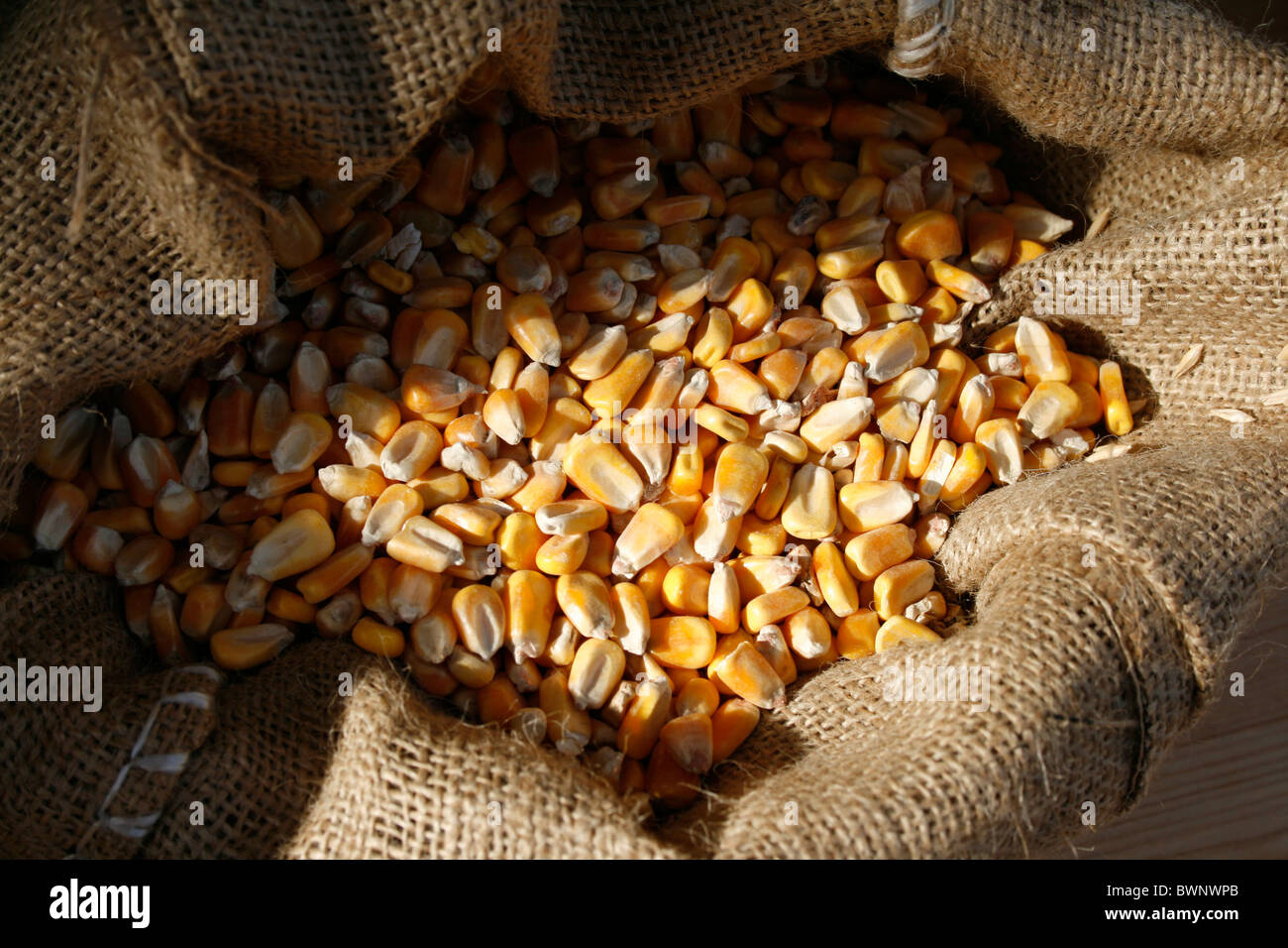 sack full of corn Stock Photo Alamy