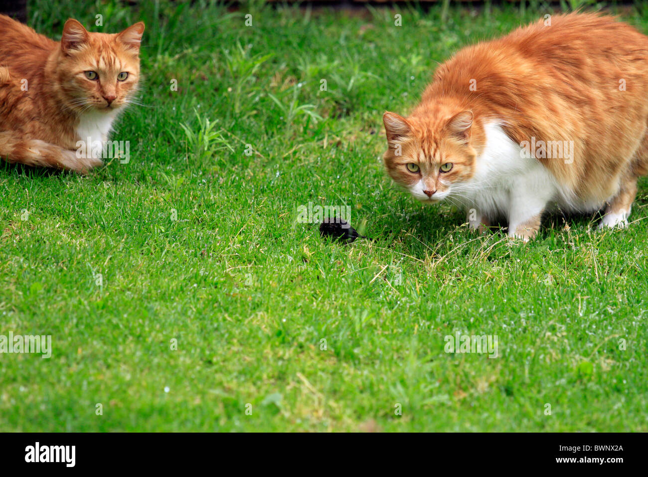 Ginger cats stalking tiny mouse in garden. Stock Photo