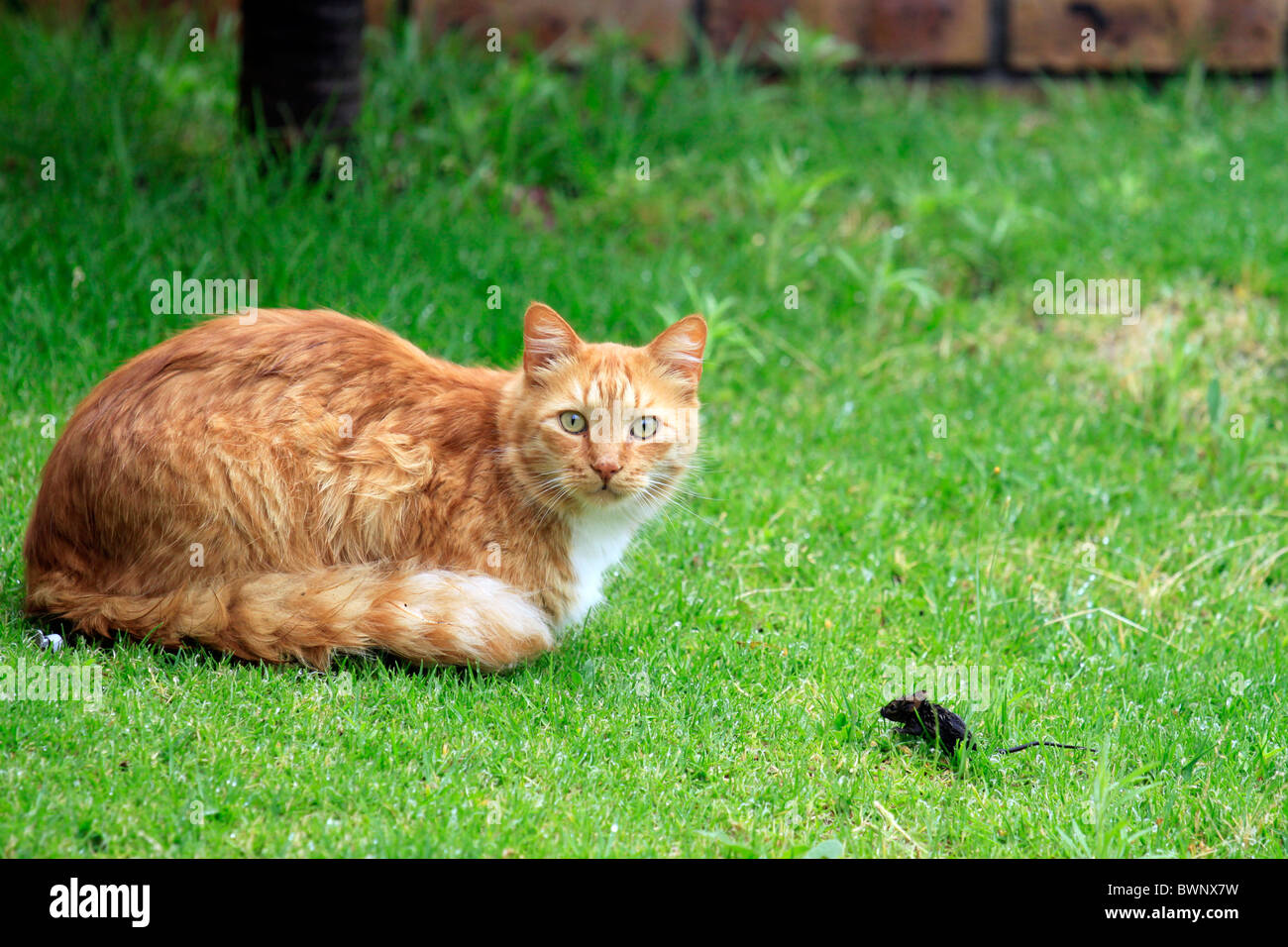 Cat stalking prey hi-res stock photography and images - Alamy