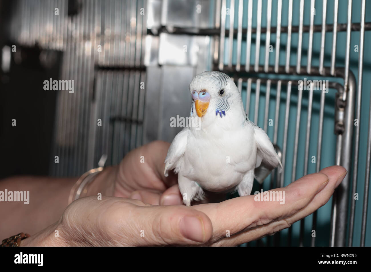 White budgie 2024