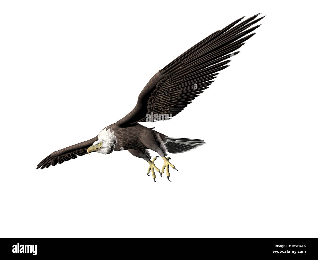 Flying bald eagle fly hi-res stock photography and images - Alamy