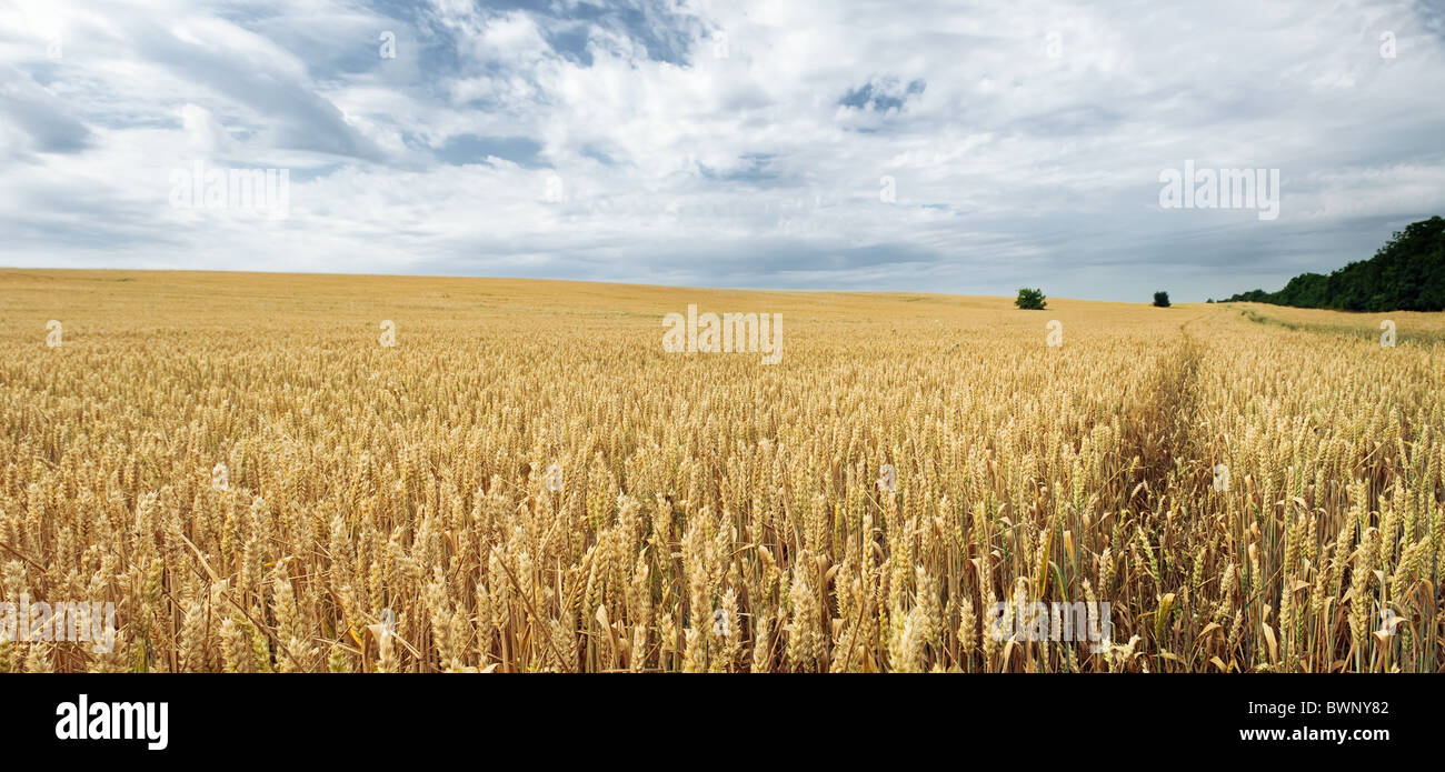 Summer field of wheat Stock Photo