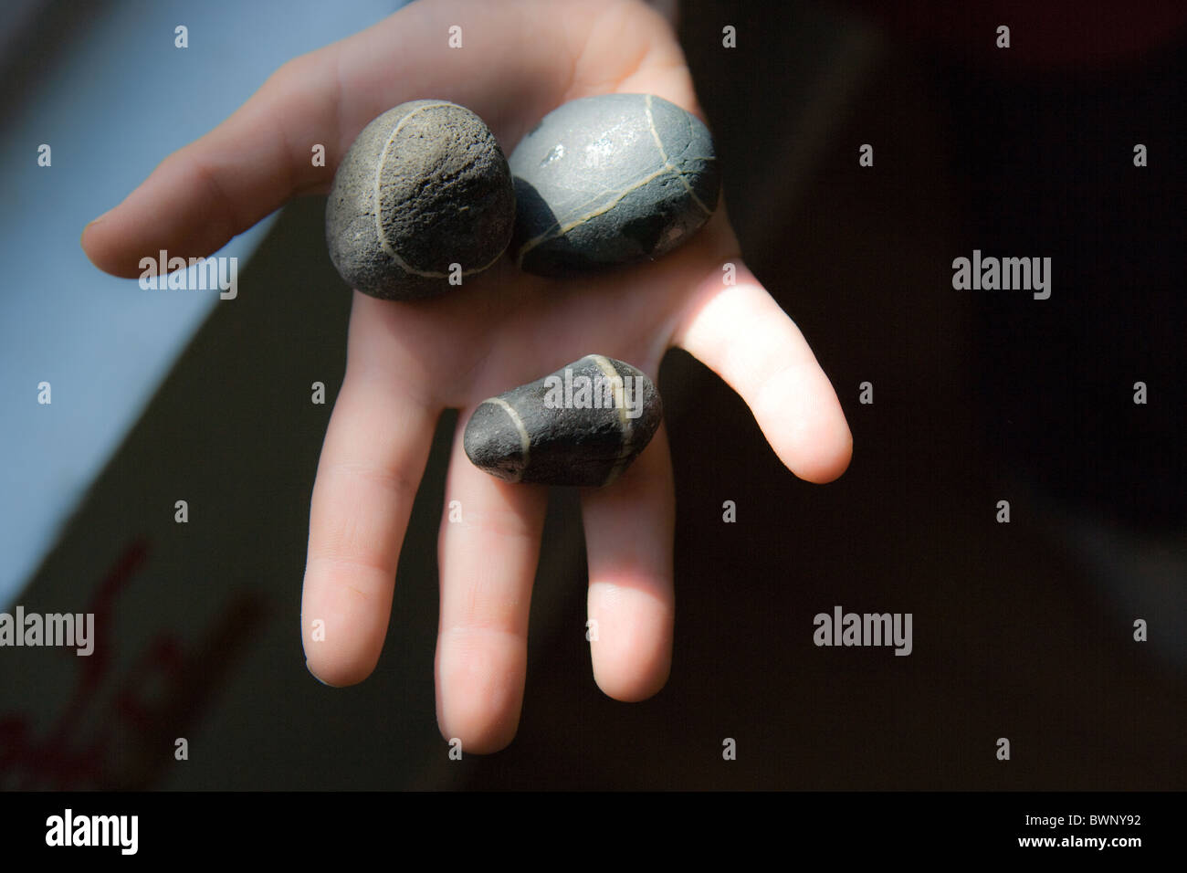 child's hand holding three striped river rocks Stock Photo