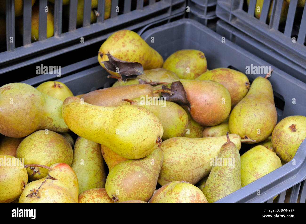 Doyenne de Comice Pears in crate Stock Photo