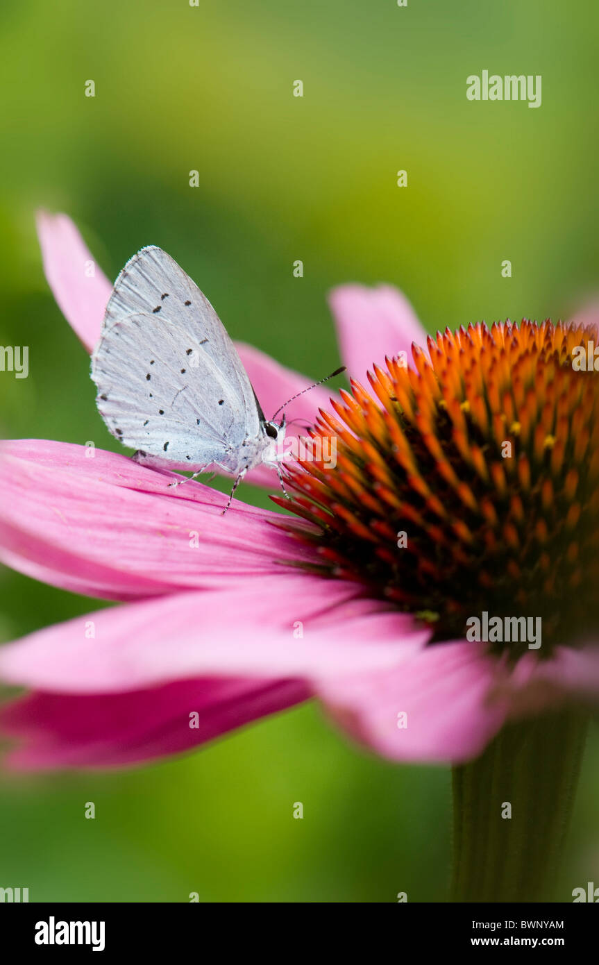 A single common blue butterfly - Polyommatus icarus on a purple cone flower - echinacea purpurea Stock Photo