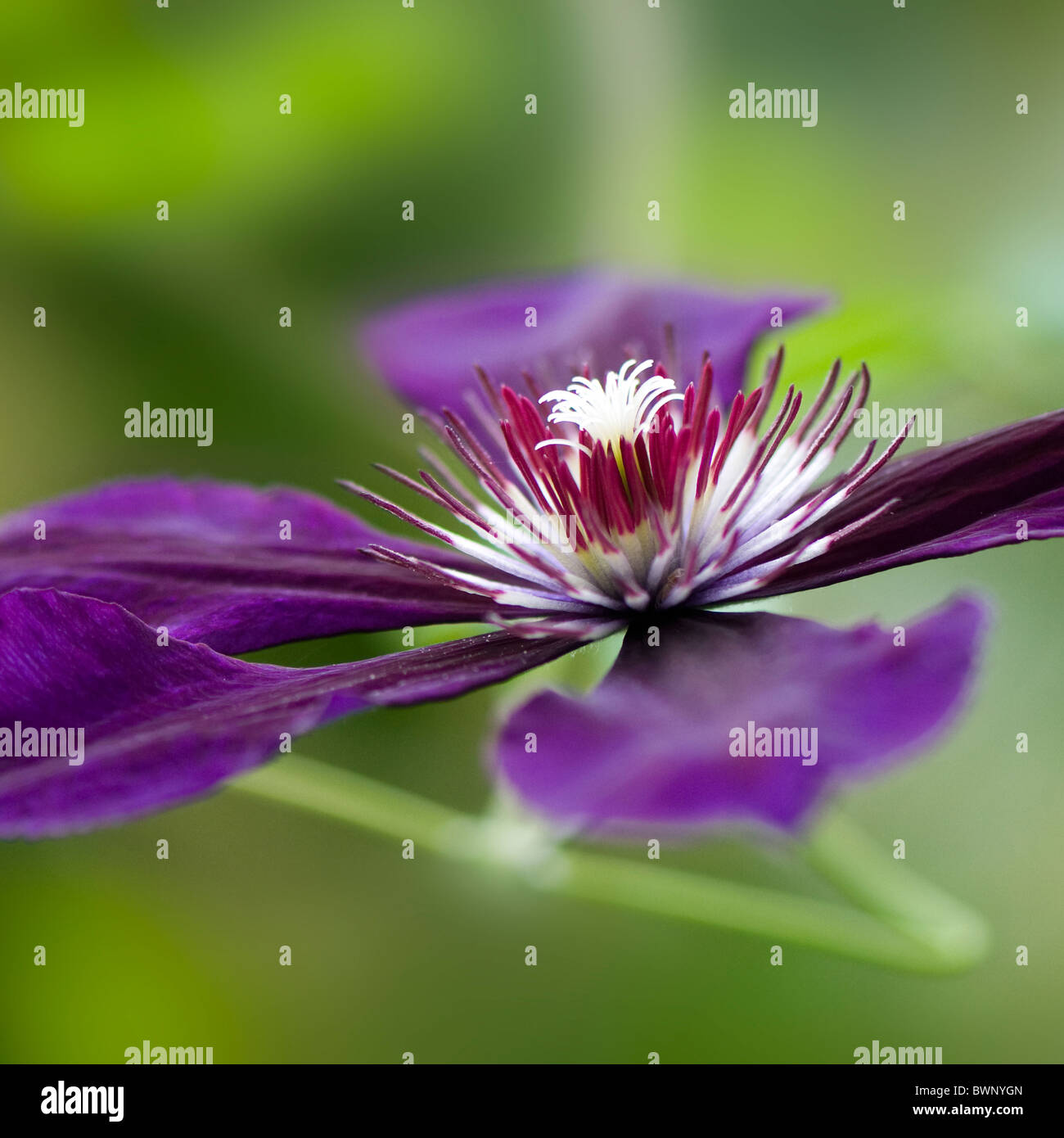 A single flower head of Clematis viticella 'Etiole Violette' Stock Photo