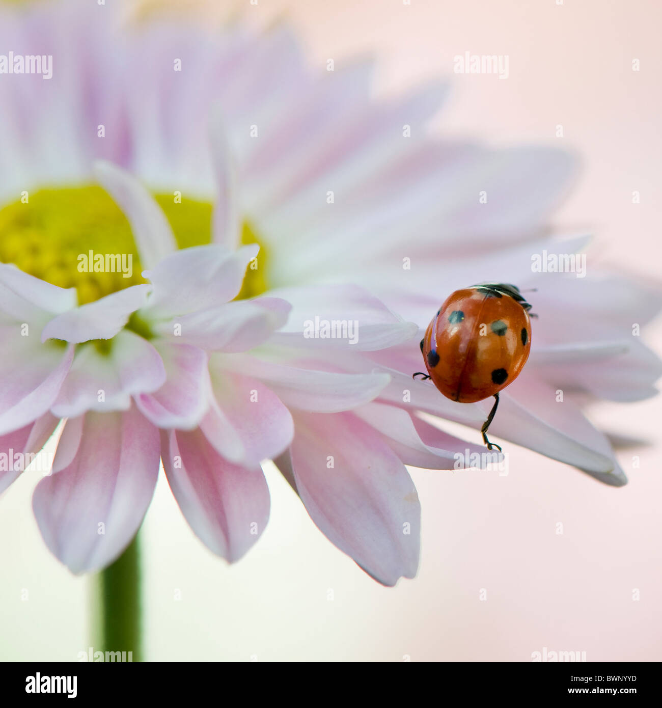 A seven spot Ladybird on a daisy flower Stock Photo