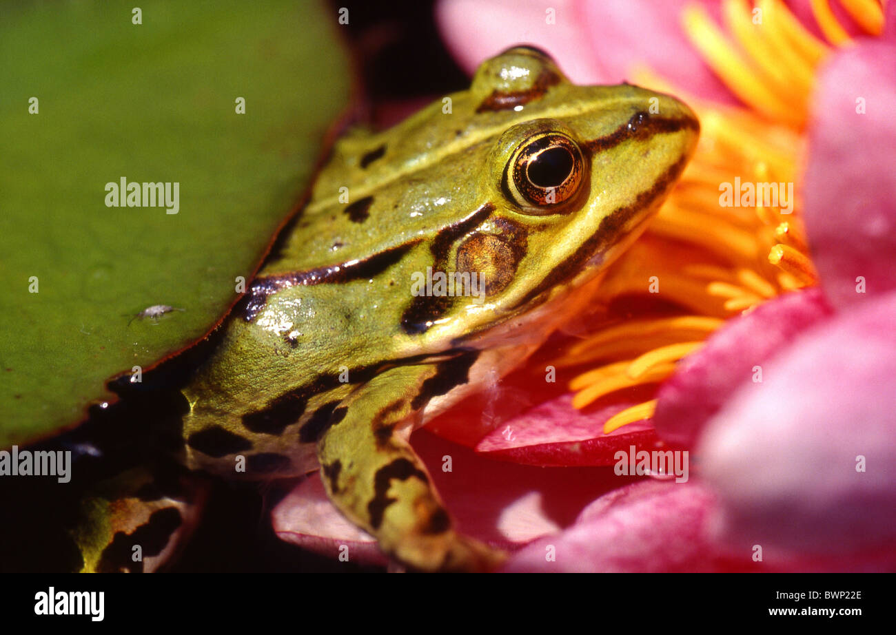 Water frog edible frog animal Amphibians Pond Water lily Stock Photo