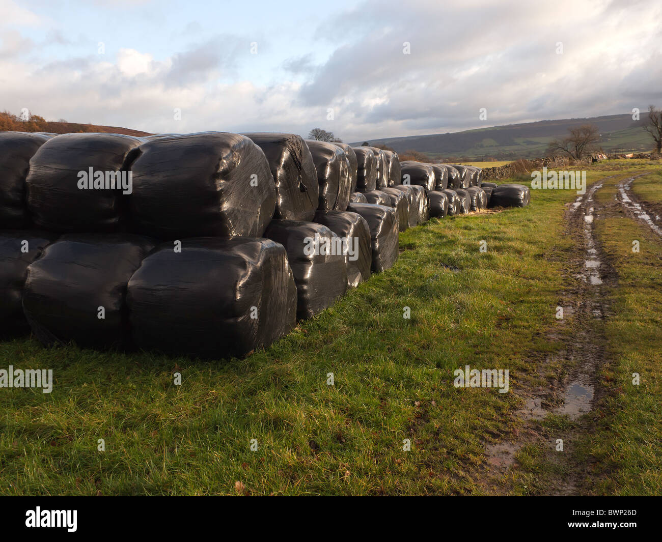 Plastic wrapped hay or straw bales on a farm track in North Yorkshire Stock Photo