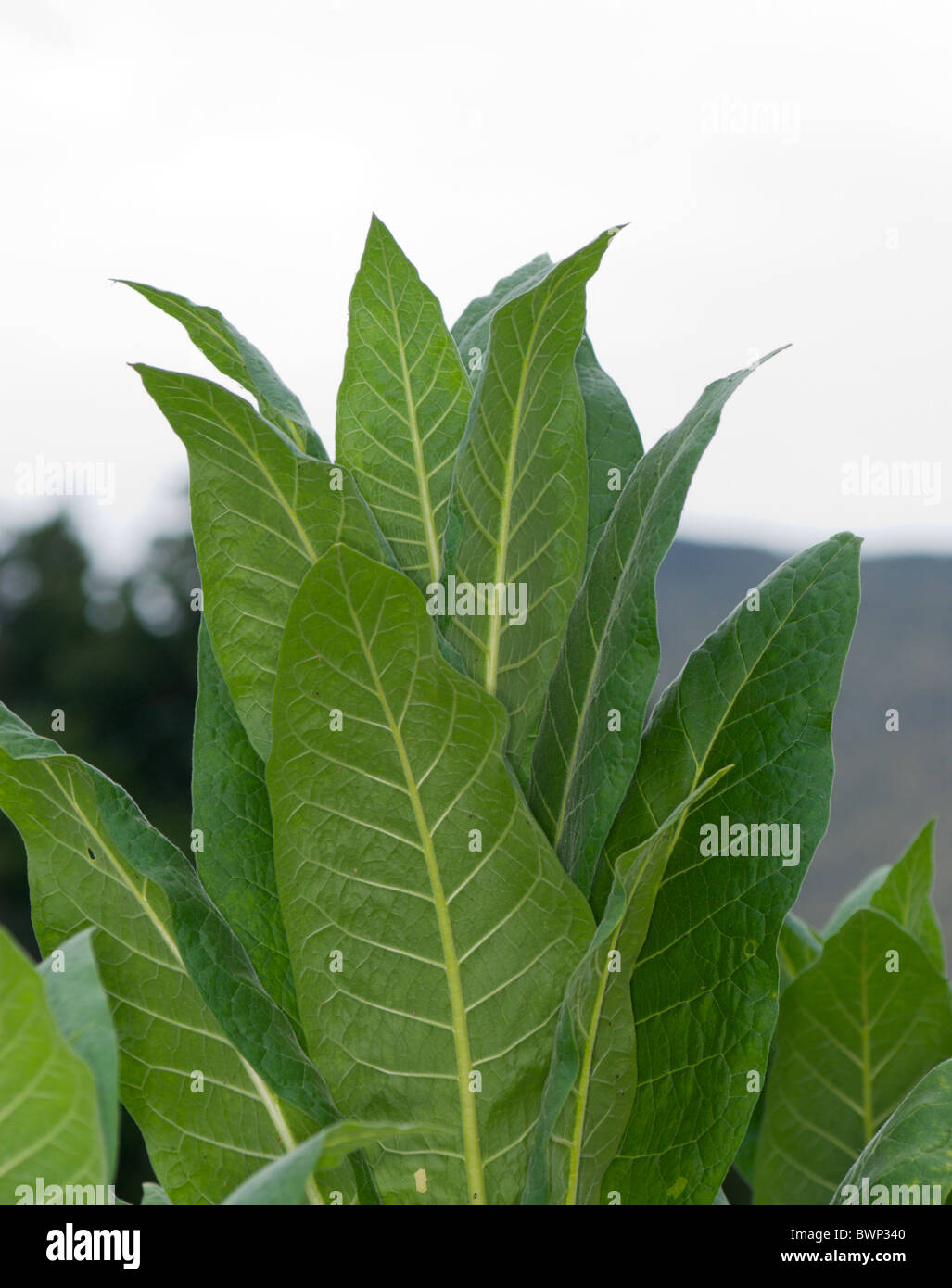 close-up of tobacco plants with aphids and other parasites eggs Stock ...