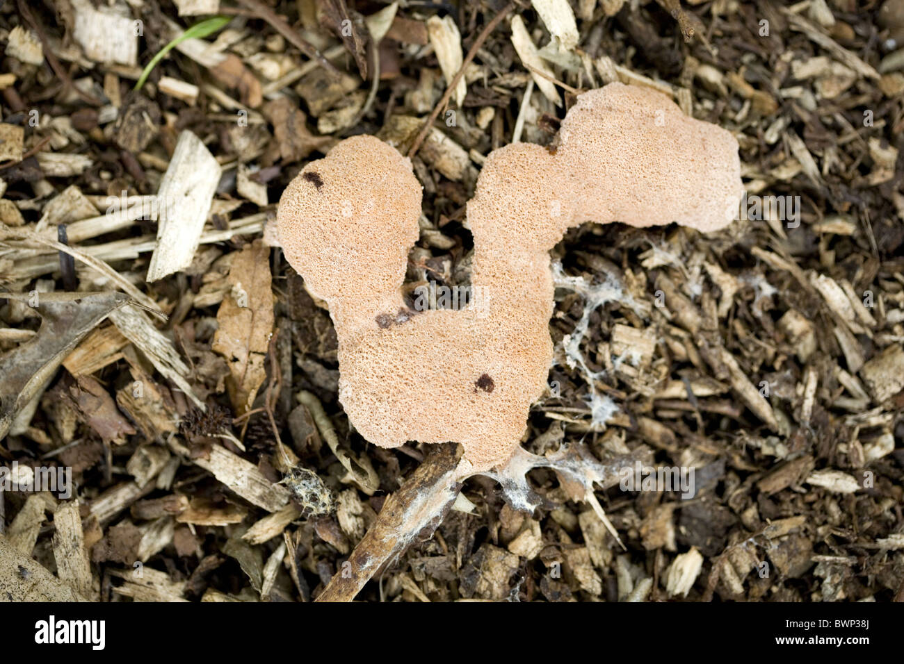 Plasmodium of a Dog Vomit Slime Mould (Fuligo septica) on chips of wood Stock Photo