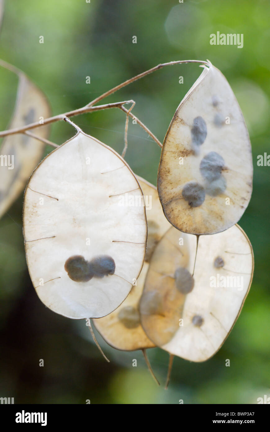lunaria annua fruits with seeds close-up with shallow DOF and defocused background Stock Photo