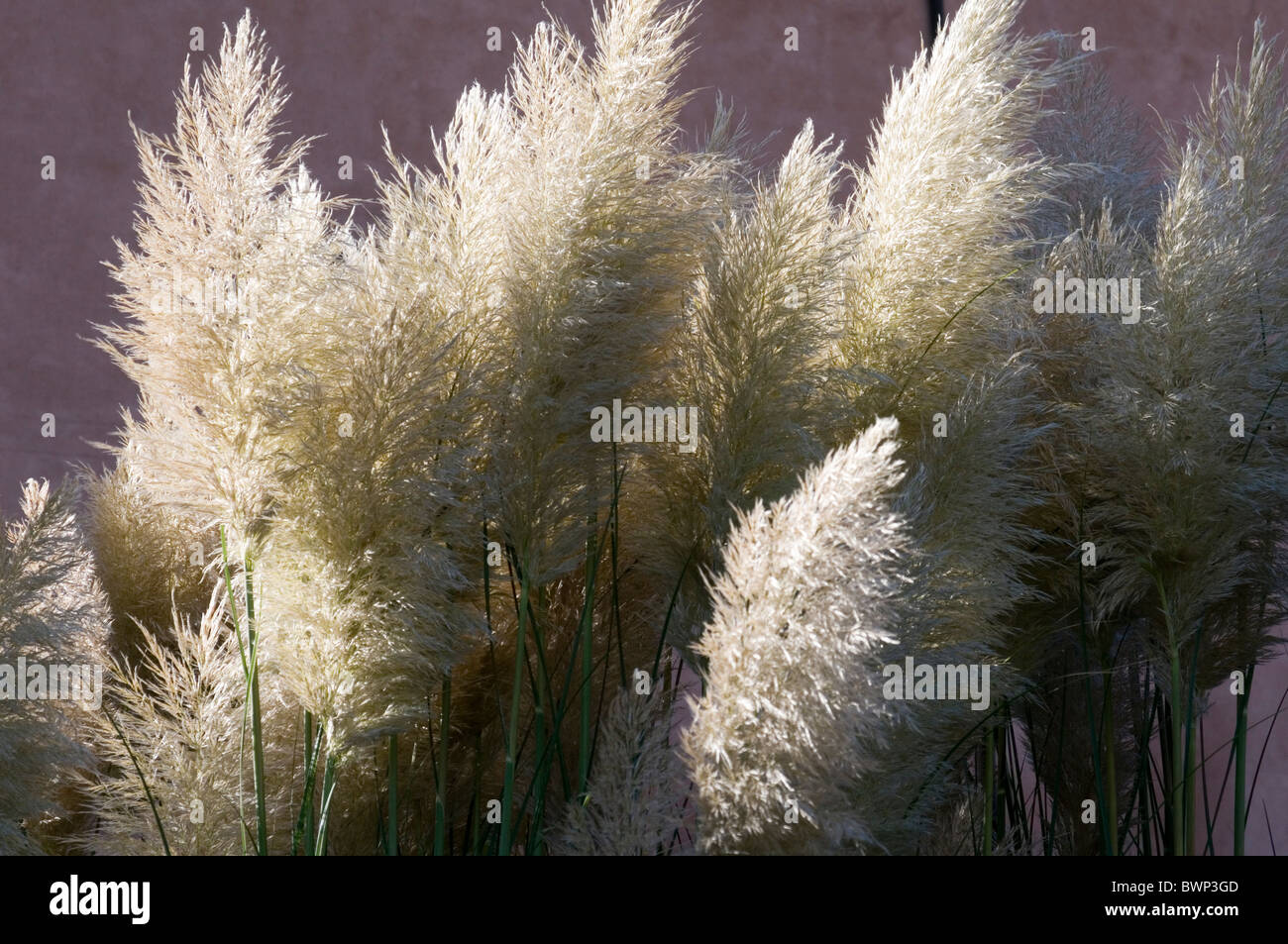 pampas grass pampus grasses Cortaderia selloana wild Stock Photo Alamy