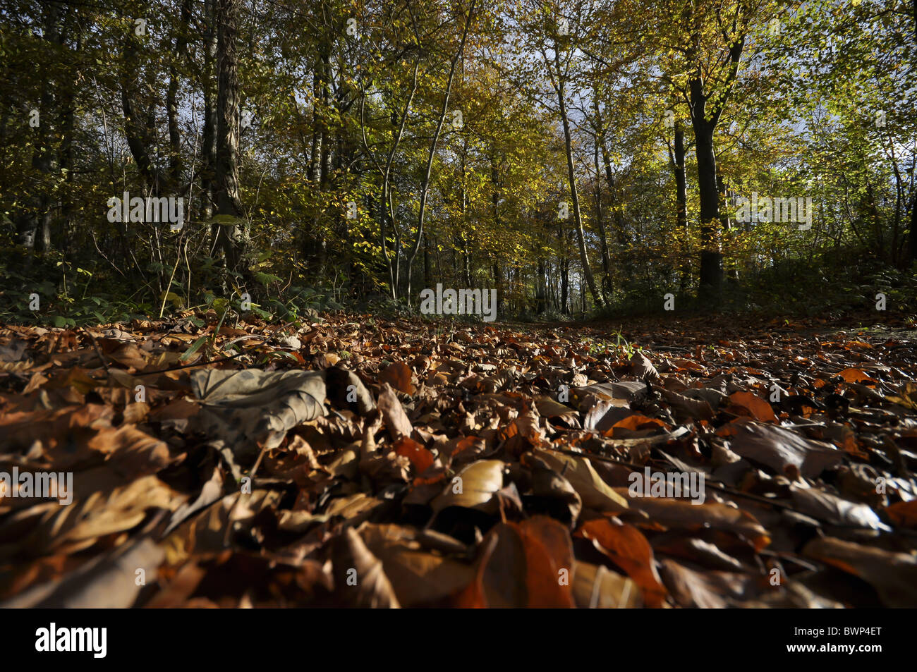 Covered in leaves hires stock photography and images Alamy